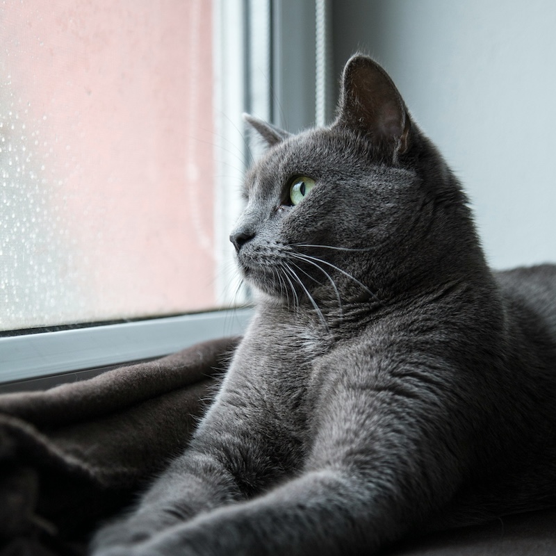 Cat 1